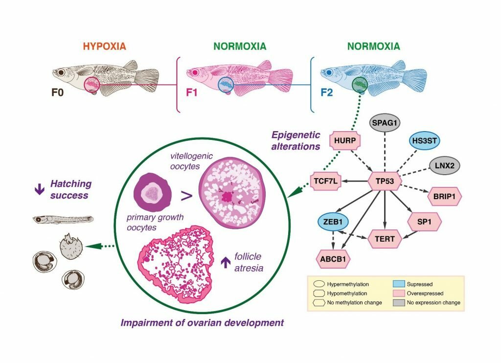 caused two major distortions in ovarian development: follicle